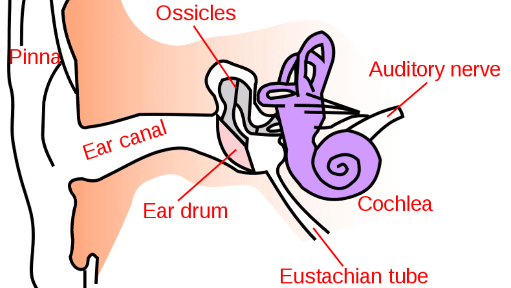 auditory nerve