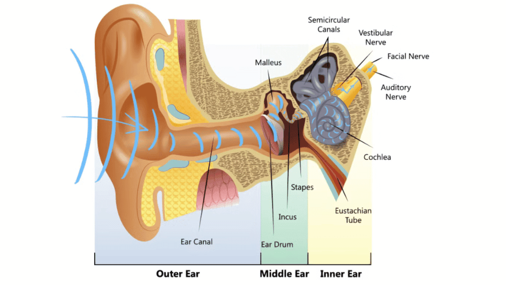 Auditory Neuropathy Risk Factors